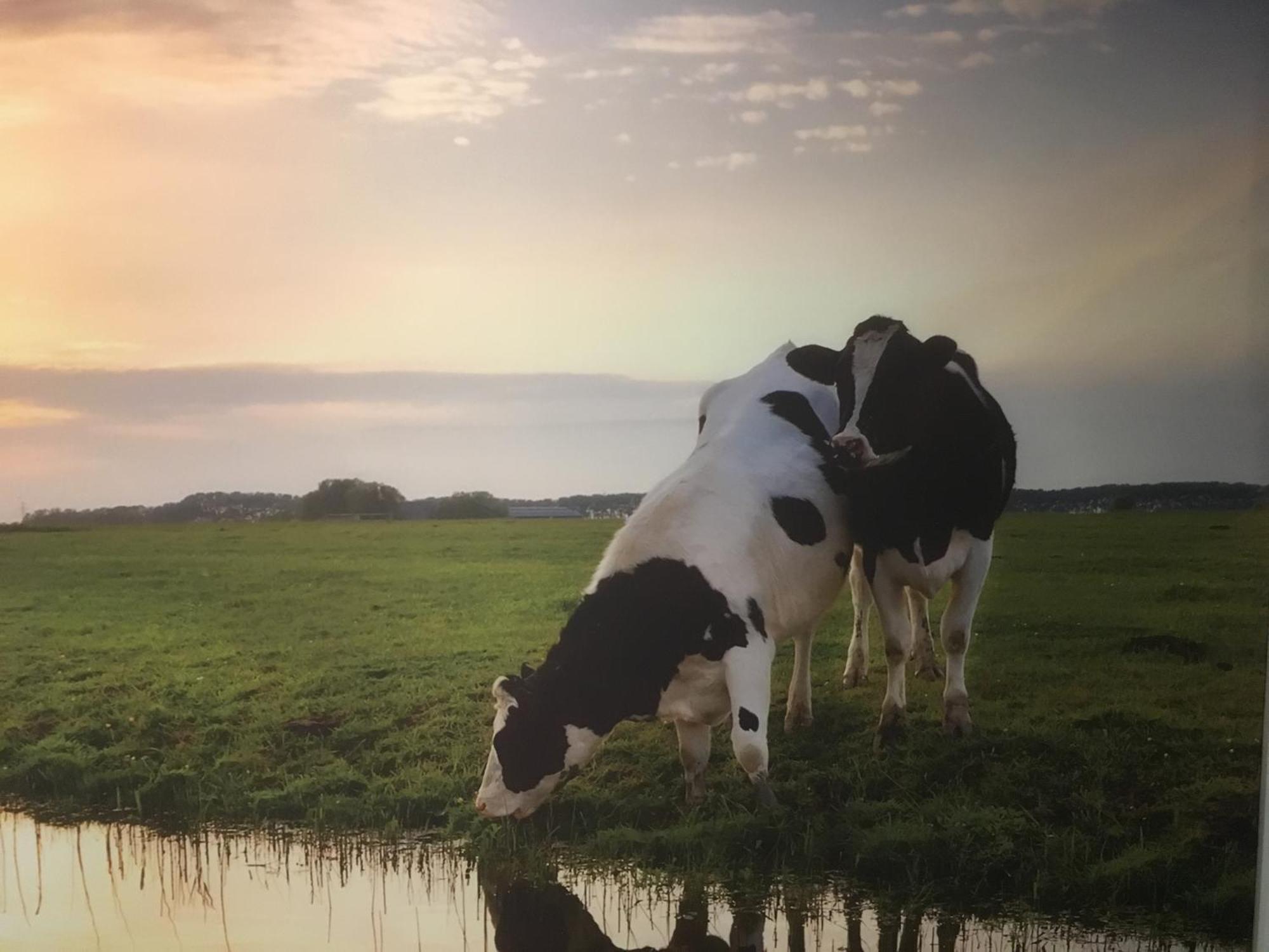 Amsterdam Countryside Met Airco ,Geweldig Uitzicht, Luxe Keuken,Wasmachine,Droger,Gratis Fietsen Apartamento Den Ilp Exterior foto